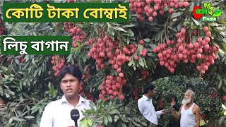 কোটি টাকা বোম্বাই লিচু বাগান বাম্পার লিচুর ফলন Lychee garden in bd