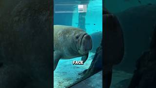 Why You Must Never Touch A Manatee Shorts