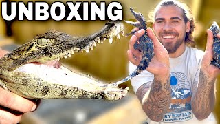 UNBOXING 3 CROCODILIANS! (Nile CROC, Diamond CAIMAN And Smooth Fronted Caiman)