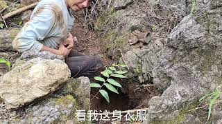 一场暴雨带走了一年辛苦的付出，农村光棍只能挖点山药来换生活费