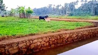 ആട് ഒരു ഭീകര ജീവി തന്നെ!!Shocking Video/kerala News/today/Viral Videos