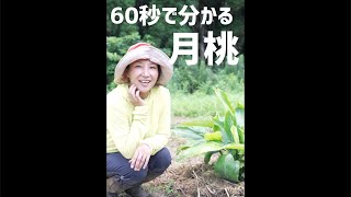 【月桃】優秀すぎて大注目の「月桃」を60秒で解説します。 #Shorts