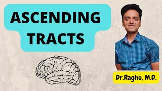 Ascending tracts of spinal cord | Dorsal column | Spinothalamic | Spinocerebellar  #physiology