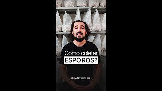 Como coletar esporos de cogumelos?