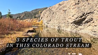 This Colorado Stream is loaded with trout - Fly Fishing for Browns, Cuttbows and Rainbow Trout!