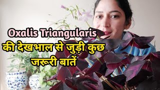 Oxalis Triangularis plant Care_ How to care Oxalis triangularis plant for better growth?