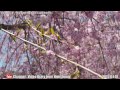 広島の風景2015春 花見「小奴可の要害桜 2 2」 04.18 scenery of hiroshima spring blossom viewing onuka stronghold trace