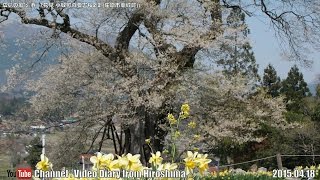 広島の風景2015春 花見「小奴可の要害桜 2/2」 04.18 Scenery of Hiroshima Spring,Blossom viewing,Onuka Stronghold trace