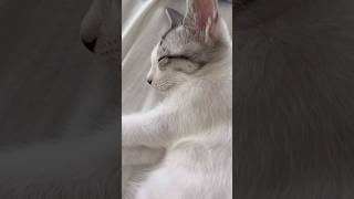 寝顔も可愛すぎる子猫#子猫 #保護猫 #捨て猫