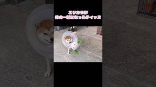 エリカラは体の一部な子イッヌw #shorts #柴犬 #子犬