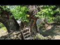 ancient mulberry trees morus alba in kumanite bulgaria