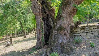 Ancient Mulberry Trees (Morus alba) in Kumanite, Bulgaria