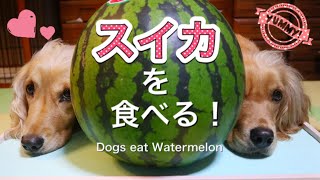 スイカを食べる犬の姉妹【ASMR/咀嚼音】Dogs Eating Watermelon