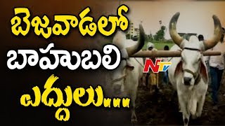 Baahubali 2 War Episode Bulls in Vijayawada || Prabhas, SS Rajamouli || #Baahubali2 || NTV