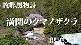 故郷風物詩・満開のクマノザクラ　三重県熊野市