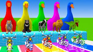 5 Giant Duck Cartoon,Cow,Elephant,Tiger,Lion,Dinosaur,Paint Wild Animals Crossing Fountain Animation