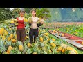 Harvest Pineapple Garden Goes to the market sell - Farm Life | Tieu Toan New Life