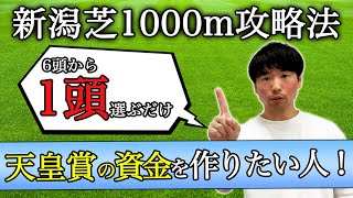 【新潟競馬場】新潟芝1000mの軸馬の選び方を解説！ 天皇賞秋の資金を作りたい人は必見！！ #新潟競馬場 #新潟芝1000m #アイビスサマーダッシュ