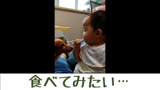 Dog and baby fight for yogurt