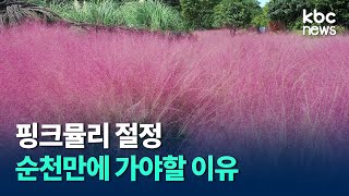 핑크뮬리 절정.. 순천만에 찾아 온 가을 / kbc뉴스