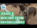 Julius II Rescued From Entanglement