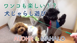 【犬じゃらしに夢中！？】猫じゃらし遊びは多頭飼いトイプードルにもおすすめのおもちゃ