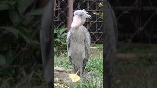 アサンテ　ハシビロコウ　上野動物園