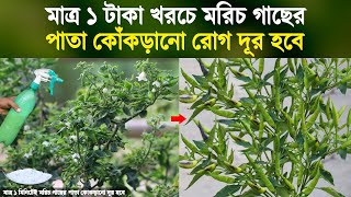 মাত্র ১ টাকা খরচে মরিচ গাছের পাতা কোঁকড়ানো রোগ দূর হবে | মরিচ চাষ করার পদ্ধতি | Chili Farming