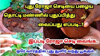 புதிய ரோஜா செடி வச்சு ஒரு வாரத்தில் புது துளிர்கள் மொட்டுக்கள் வர இப்படி வைங்க.. // Mithu Fashions