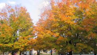 Taizé - Laudate Omnes Gentes