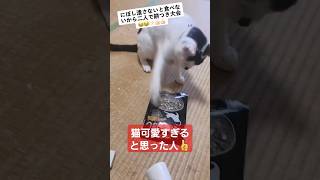 猫と餅つき大会してみたww#shorts#tiktok#猫パンチ#猫のいる生活#おすすめ#リズム天国