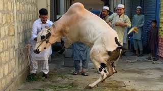 DANGEROUS DHANI BULL QURBANI VIDEO 2023 | ANGRY FATEH JANGI BULL QURBANI