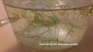 How to Culture Seed Shrimp or Ostracods