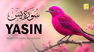 Subhan ALLAH Beautiful Quran recitation voice | Surah Yasin (Yaseen) سورة يس | Zikrullah TV
