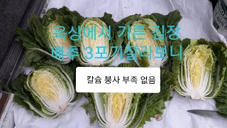 옥상에서  기른 김장배추 맛나게 생겼네요