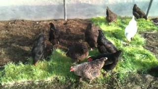 Manna Organic Laying Chickens