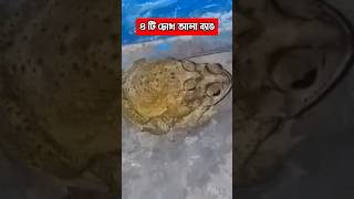 ৪ টি চোখ আলা ব্যাঙ দেখেছেন কি