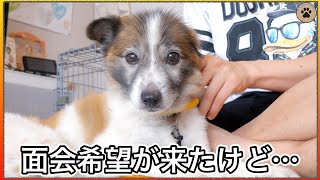 噛み犬保護犬レオに面会希望が来たけど手放しでは喜べない現実