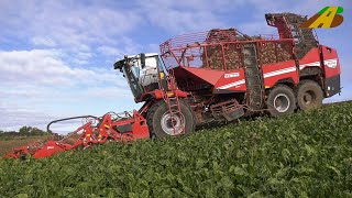 Vollernter GRIMME Rexor 6300 Platinum bei der Rübenernte Zuckerrüben für Nordzucker - Landwirtschaft