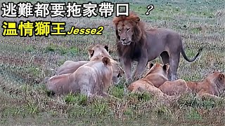 最佳獅王小傑西(Jesse2), 強敵入侵並未獨自逃命, 而是攜家帶口一路逃亡, 溫情的父親 #三凱雄獅聯盟