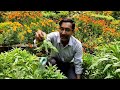 unique water propagation technique of balsam flowering plant