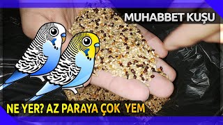 Muhabbet Kuşu Ne Yer? - Az Paraya Çok Yem Nasıl Alınır? - Muhabbet Yemi