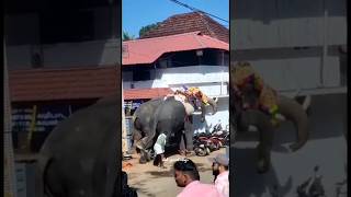 Elephant Attack || Kerala Elephant Fight ||ആനകൾ തമ്മിൽ അടിയായി ||  ആനതല്ല് ||  Elephant Attacks 🐘