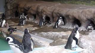 マゼランペンギン　食後のひととき【しながわ水族館】