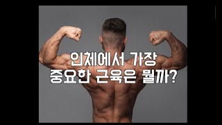 인체에서 가장 중요한 근육은 뭘까?