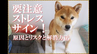 要注意！犬のストレスの原因と放置リスク！ストレス解消方法を解説！