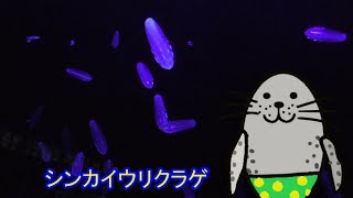 ピカピカ光る　シンカイウリクラゲ