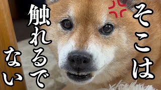 【ムキ顔】柴犬ロックのトリセツ