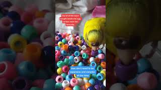 BUDGIE TOYS - EASY, CHEAP