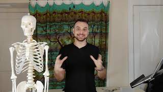 Massage Basics: Anatomy Overview Pt 2